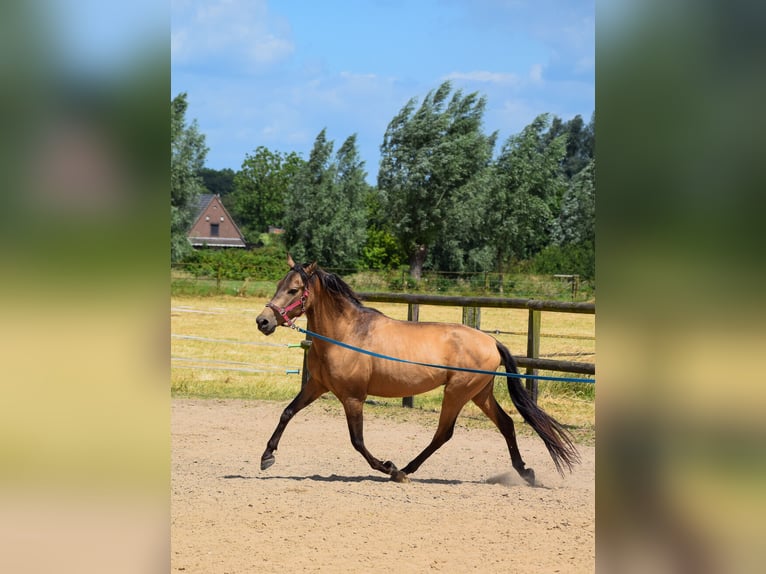 Fler ponnyer/små hästar Valack 8 år 142 cm Gulbrun in Giesbeek