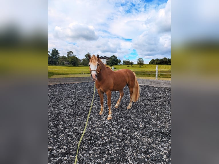 Fler ponnyer/små hästar Valack 8 år 145 cm fux in Eschbronn