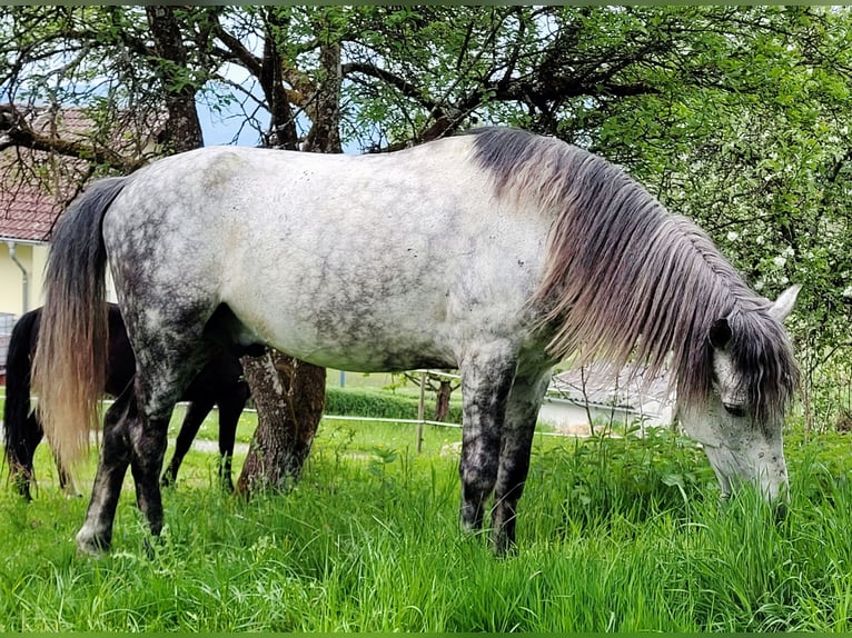 Fler ponnyer/små hästar Valack 8 år 150 cm Grå in Bernried