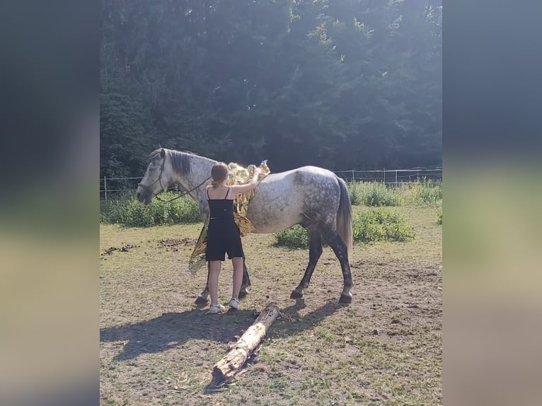 Fler ponnyer/små hästar Valack 8 år 150 cm Grå in Bernried