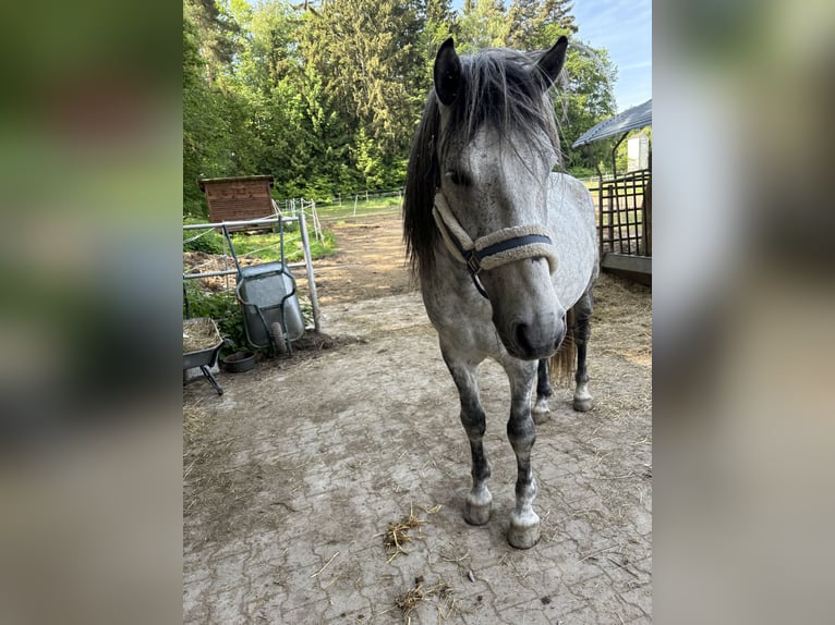 Fler ponnyer/små hästar Valack 8 år 150 cm Grå in Bernried