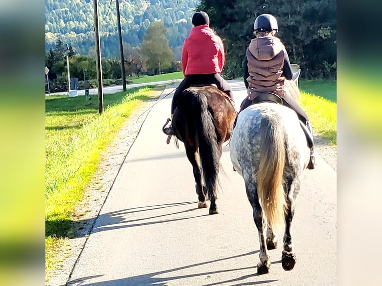 Fler ponnyer/små hästar Valack 8 år 150 cm Grå in Bernried