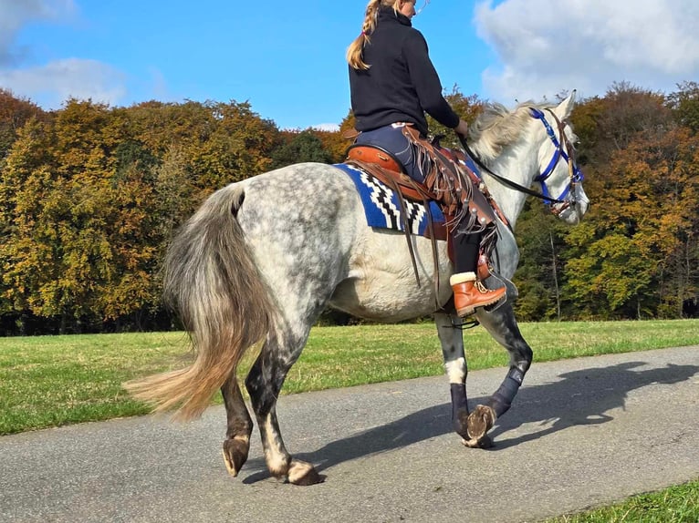 Fler ponnyer/små hästar Valack 8 år 154 cm Grå in Linkenbach