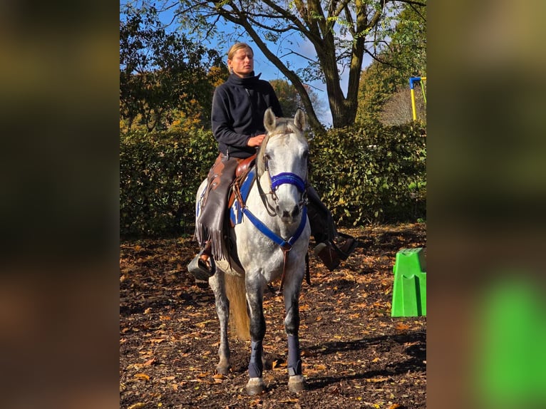 Fler ponnyer/små hästar Valack 8 år 154 cm Grå in Linkenbach