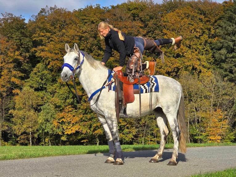 Fler ponnyer/små hästar Valack 8 år 154 cm Grå in Linkenbach