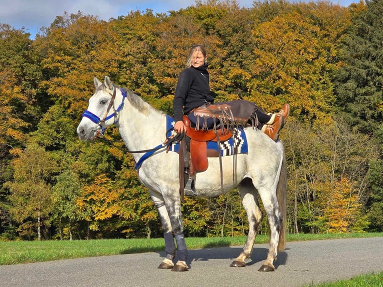 Fler ponnyer/små hästar Valack 8 år 154 cm Grå in Linkenbach