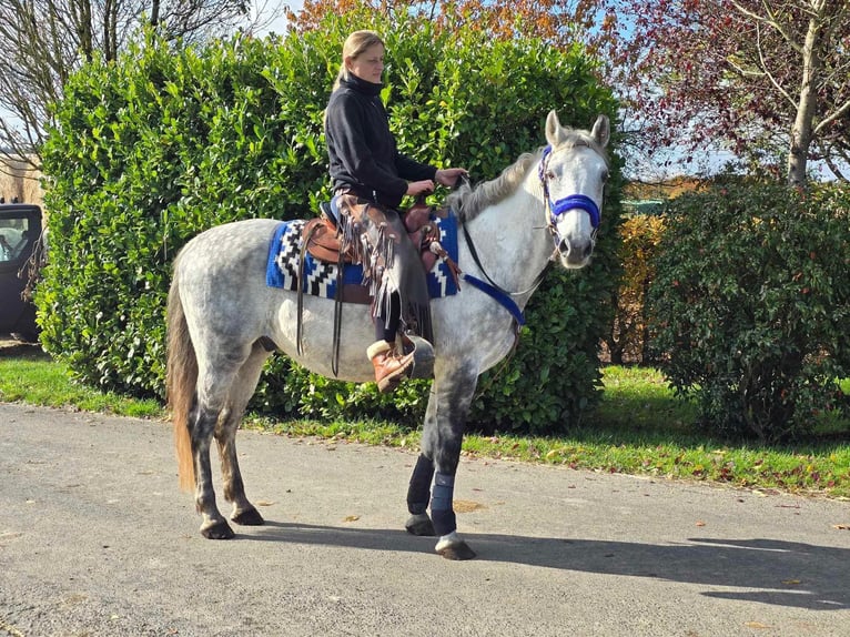 Fler ponnyer/små hästar Valack 8 år 154 cm Grå in Linkenbach