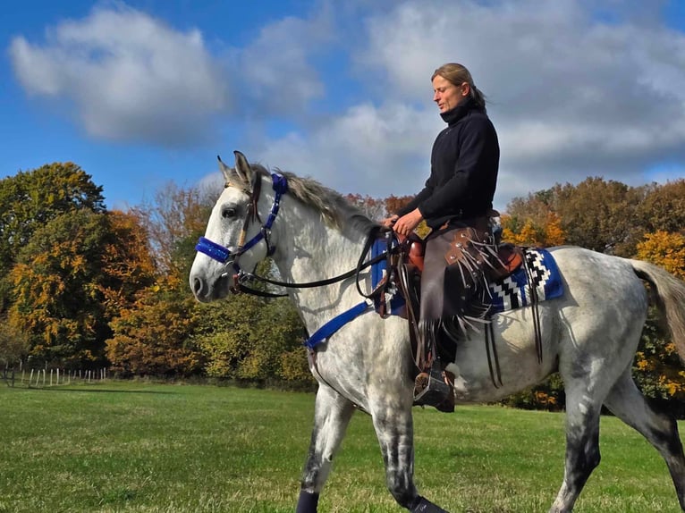 Fler ponnyer/små hästar Valack 8 år 154 cm Grå in Linkenbach