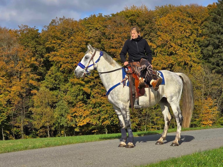 Fler ponnyer/små hästar Valack 8 år 154 cm Grå in Linkenbach