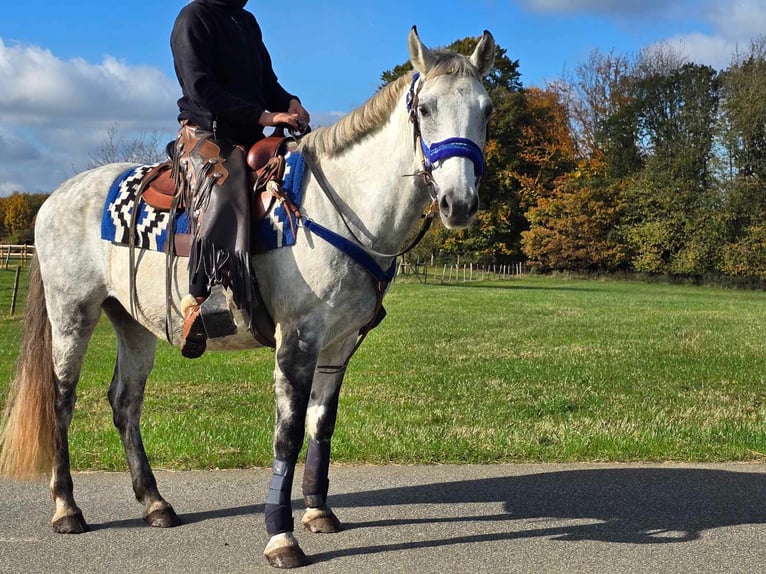 Fler ponnyer/små hästar Valack 8 år 154 cm Grå in Linkenbach