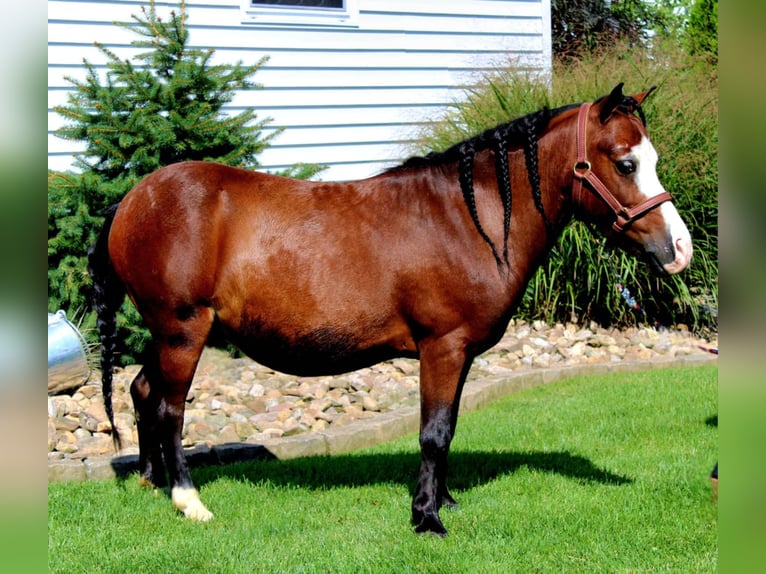 Fler ponnyer/små hästar Valack 8 år 89 cm Brun in Rebersburg