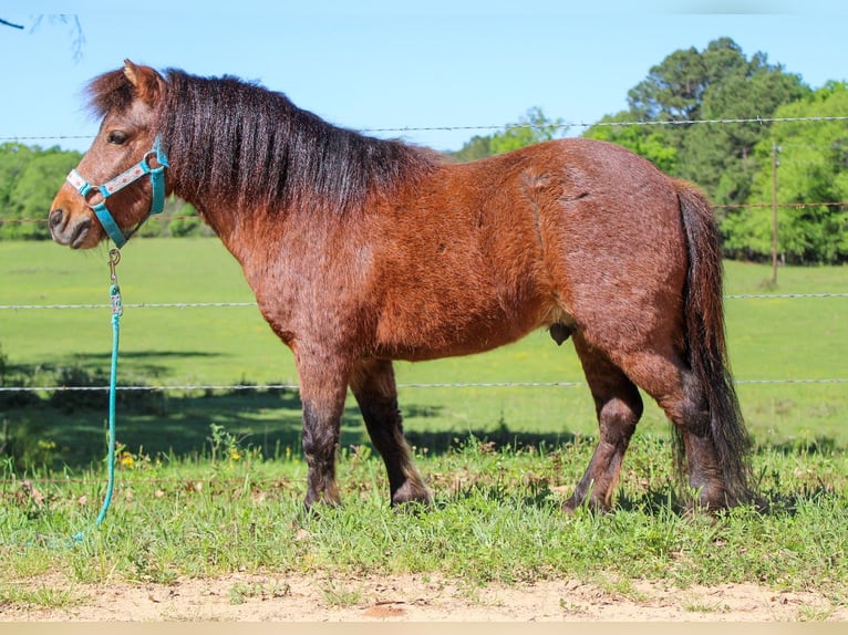 Fler ponnyer/små hästar Valack 8 år 89 cm Brunskimmel in Rusk, TX