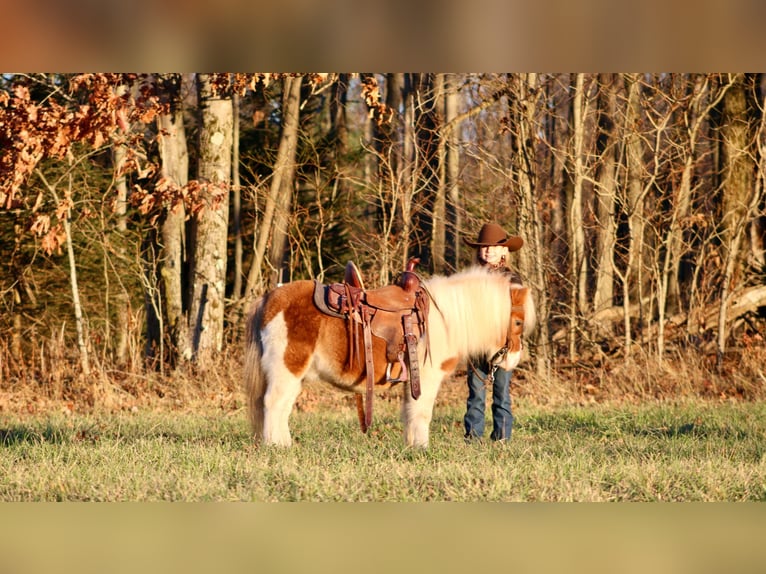Fler ponnyer/små hästar Valack 8 år 91 cm in Clarion, PA