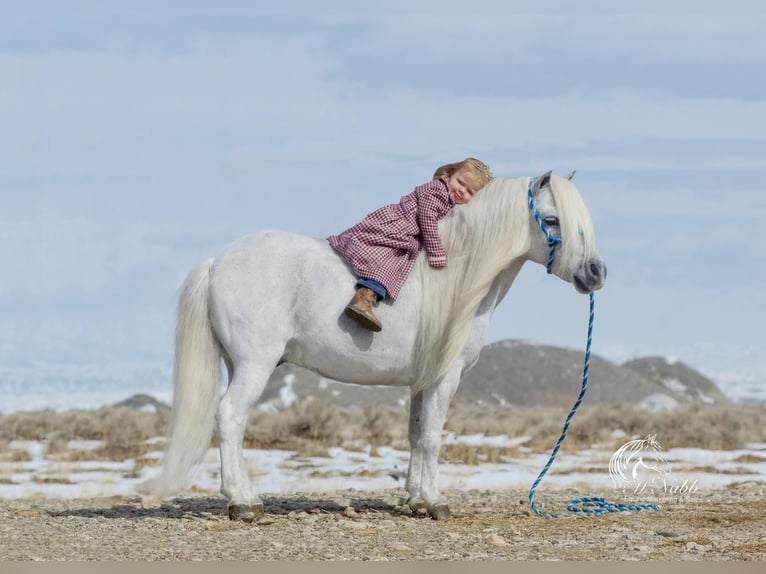 Fler ponnyer/små hästar Valack 8 år 94 cm Grå in Cody, WY