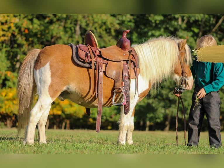 Fler ponnyer/små hästar Valack 8 år 97 cm Fux in Cranberry Township