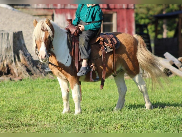 Fler ponnyer/små hästar Valack 8 år 97 cm Fux in Cranberry Township