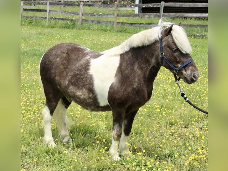 Fler ponnyer/små hästar Valack 9 år 102 cm in Allentown, NJ