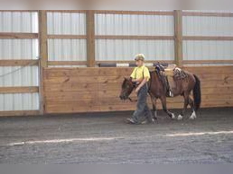 Fler ponnyer/små hästar Valack 9 år 109 cm Brun in Rebersburg, PA