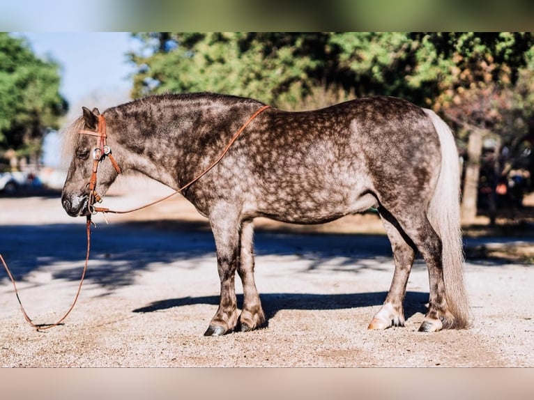 Fler ponnyer/små hästar Valack 9 år 112 cm in Lipan