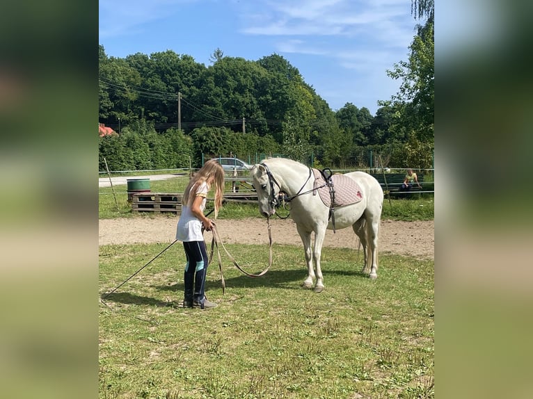 Fler ponnyer/små hästar Valack 9 år 123 cm Grå in Sopot