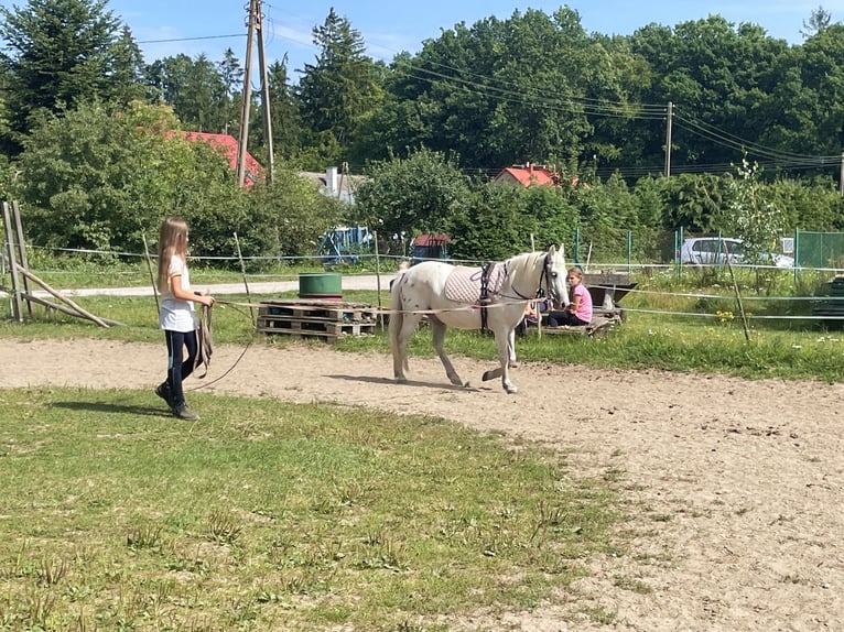 Fler ponnyer/små hästar Valack 9 år 123 cm Grå in Sopot