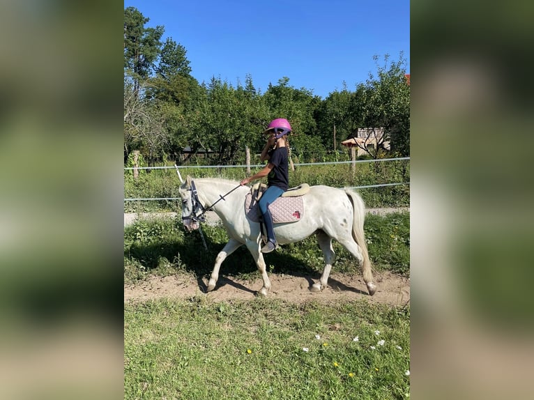 Fler ponnyer/små hästar Valack 9 år 123 cm Grå in Sopot