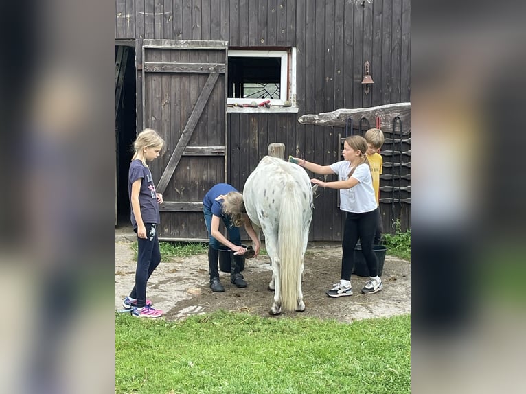 Fler ponnyer/små hästar Valack 9 år 123 cm Grå in Sopot