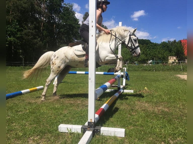 Fler ponnyer/små hästar Valack 9 år 123 cm Grå in Sopot