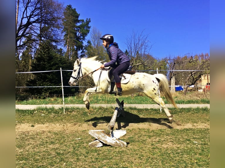 Fler ponnyer/små hästar Valack 9 år 123 cm Grå in Sopot