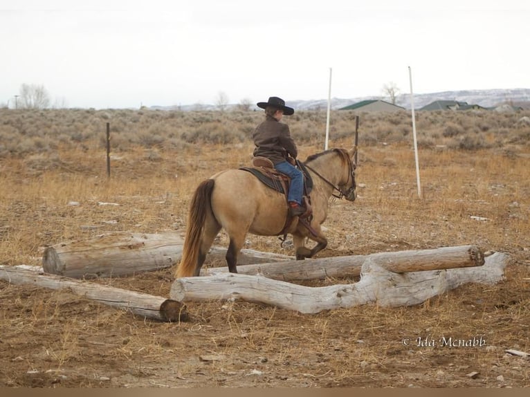 Fler ponnyer/små hästar Valack 9 år 130 cm Gulbrun in Cody, WY