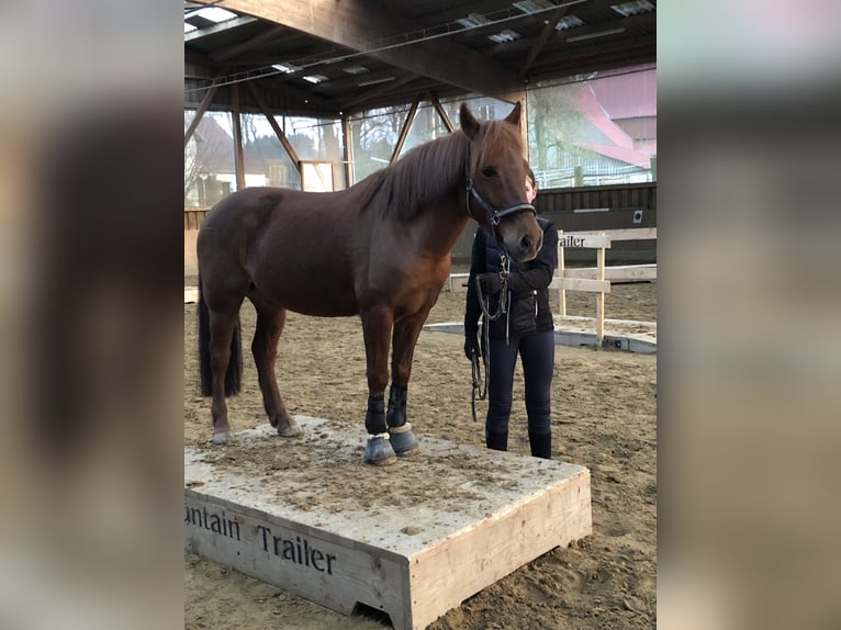 Fler ponnyer/små hästar Blandning Valack 9 år 135 cm fux in Löhne