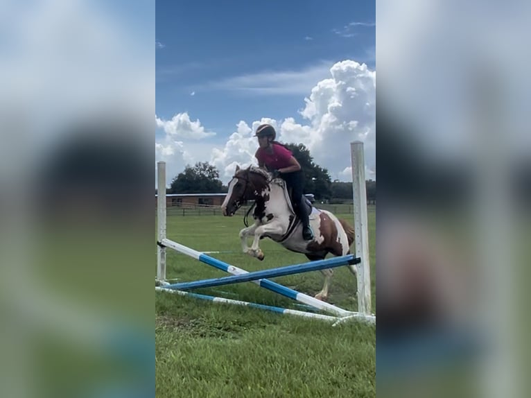 Fler ponnyer/små hästar Valack 9 år 135 cm Pinto in Ocala, FL