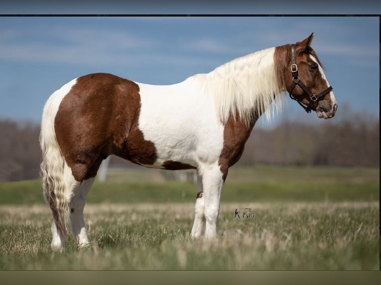 Fler ponnyer/små hästar Valack 9 år 137 cm in Princeton, KY