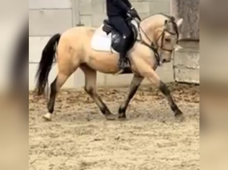 Fler ponnyer/små hästar Blandning Valack 9 år 140 cm Gulbrun in Becescaba