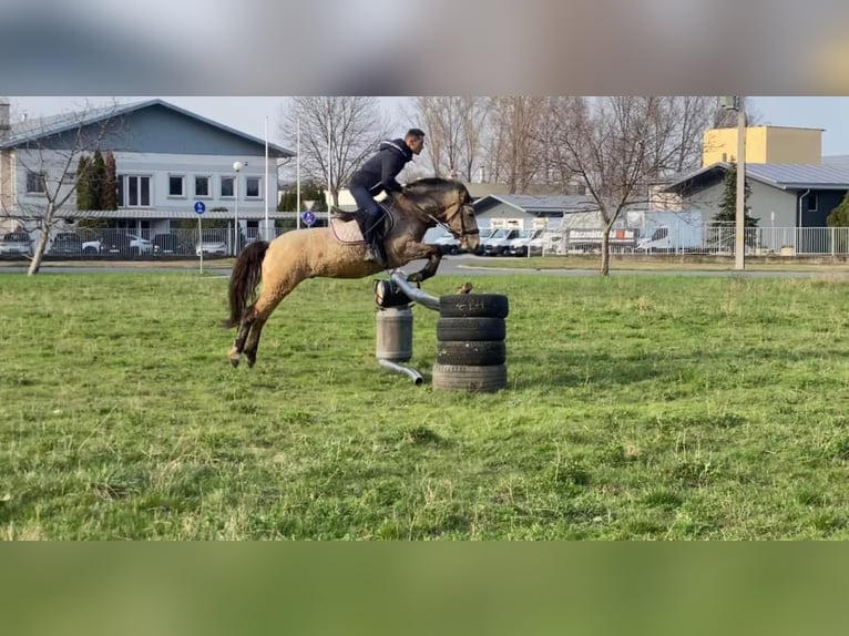 Fler ponnyer/små hästar Blandning Valack 9 år 140 cm Gulbrun in Becescaba