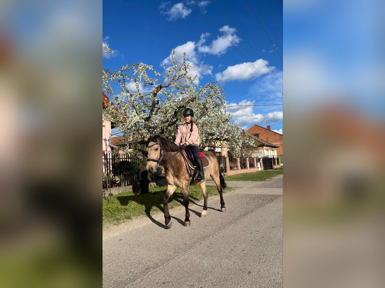 Fler ponnyer/små hästar Blandning Valack 9 år 140 cm Gulbrun in Becescaba