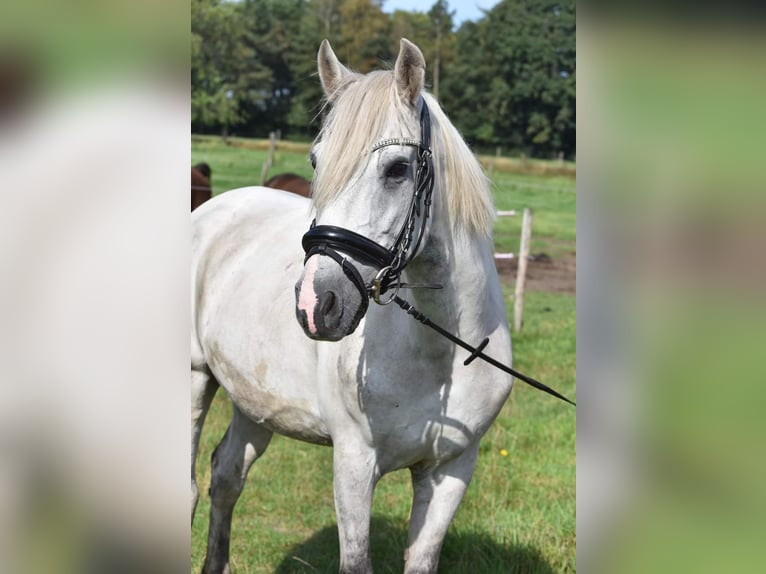 Fler ponnyer/små hästar Valack 9 år 150 cm Grå in Hüttenberg