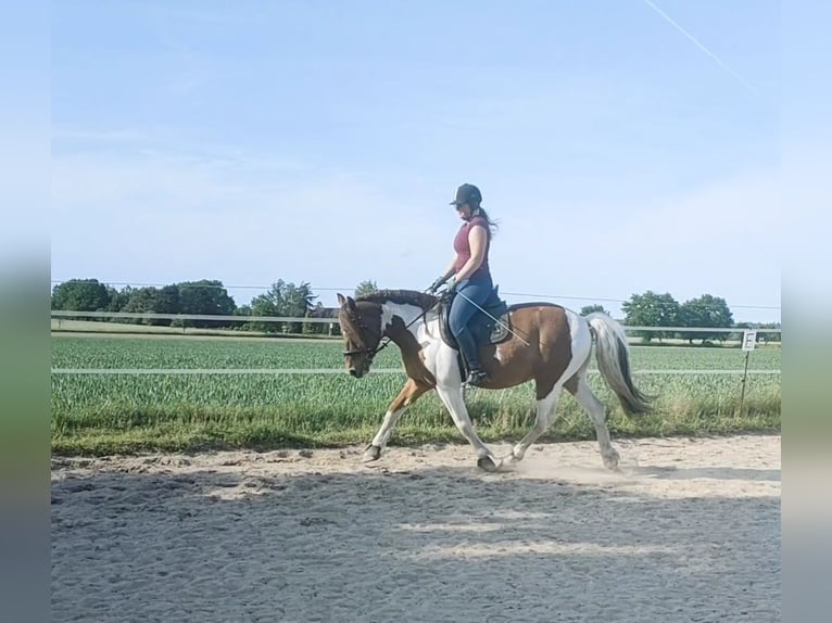 Fler ponnyer/små hästar Blandning Valack 9 år 151 cm Pinto in Hamburg