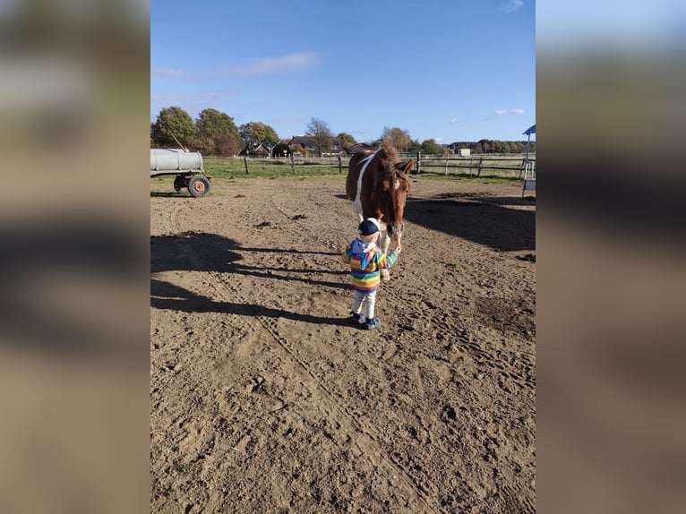 Fler ponnyer/små hästar Blandning Valack 9 år 151 cm Pinto in Hamburg