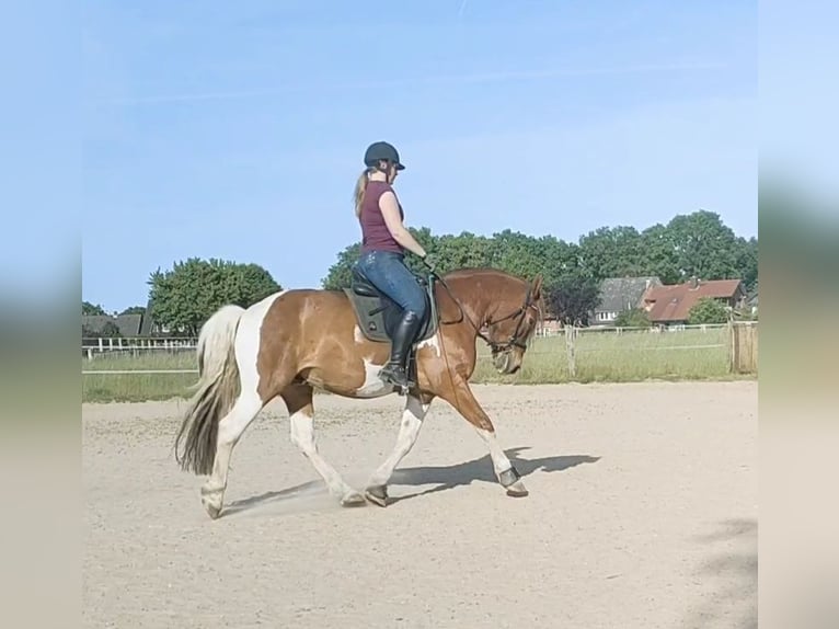 Fler ponnyer/små hästar Blandning Valack 9 år 151 cm Pinto in Hamburg