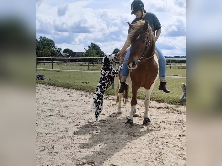 Fler ponnyer/små hästar Blandning Valack 9 år 151 cm Pinto in Hamburg