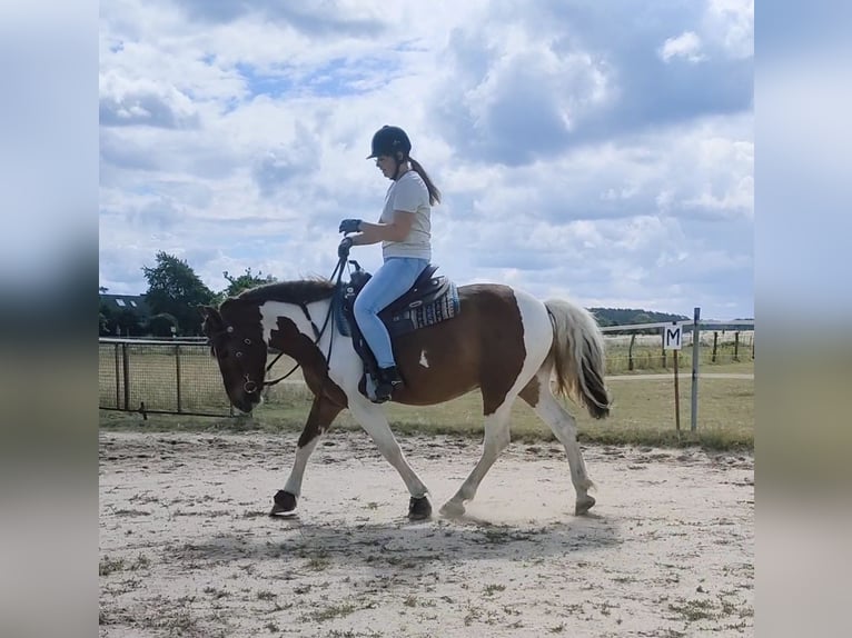 Fler ponnyer/små hästar Blandning Valack 9 år 151 cm Pinto in Hamburg