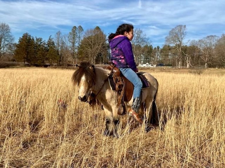 Fler ponnyer/små hästar Valack 9 år 81 cm Gulbrun in Windham, CT