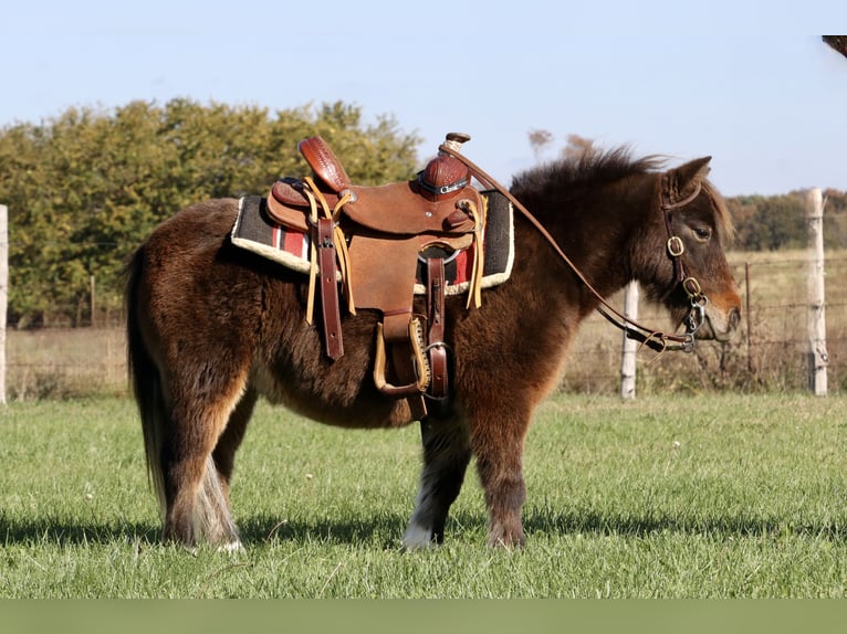 Fler ponnyer/små hästar Valack 9 år 86 cm Brun in Purdy, MO