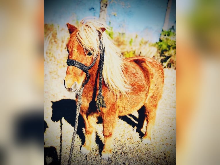 Fler ponnyer/små hästar Valack 9 år 91 cm Fux in Islandton, SC