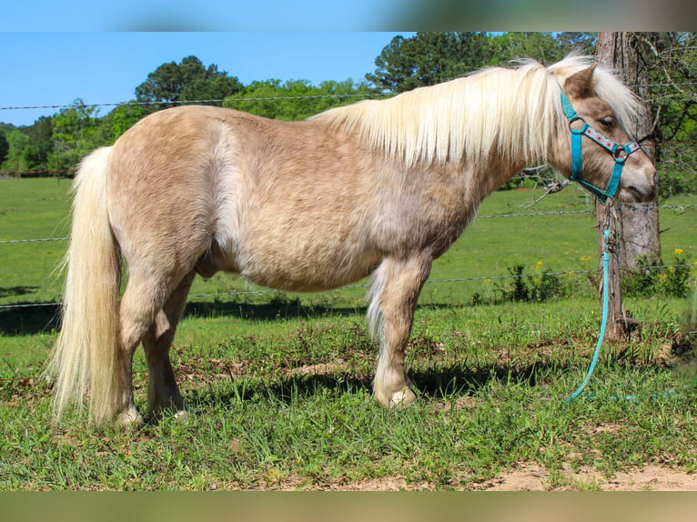 Fler ponnyer/små hästar Valack 9 år 94 cm in Rusk, TX