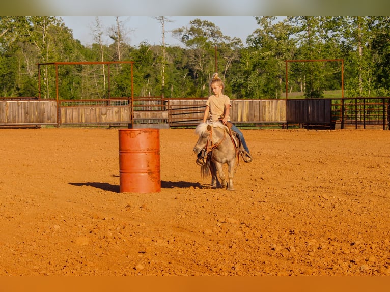 Fler ponnyer/små hästar Valack 9 år 94 cm in Rusk, TX