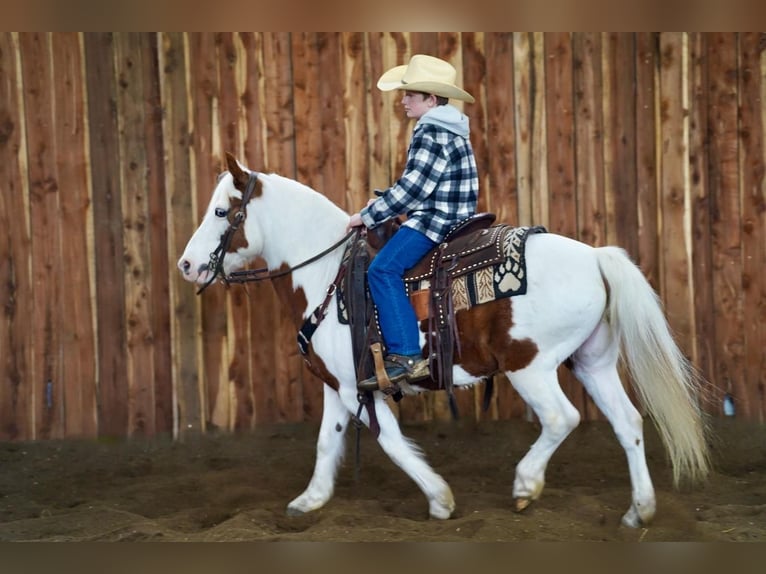 Fler ponnyer/små hästar Valack 9 år Fux in Valley Springs, SD