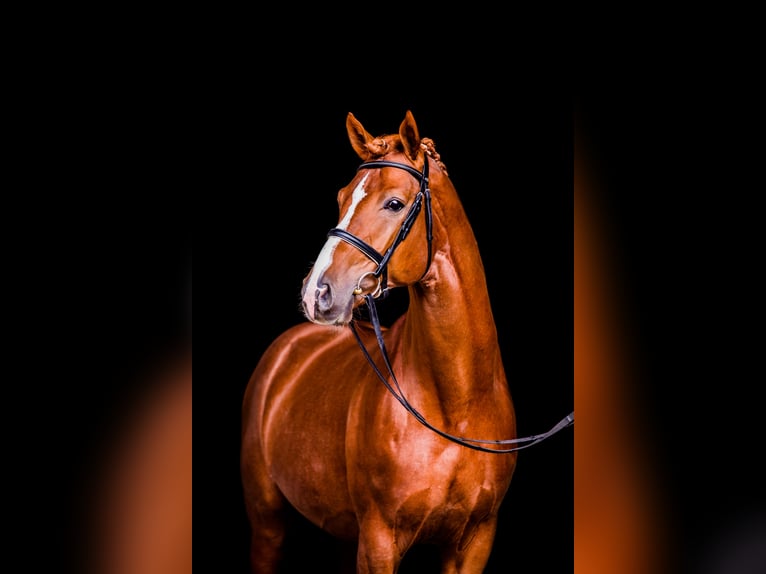 FLORIS PRINCE Hanoverian Stallion Chestnut-Red in Neuseriem