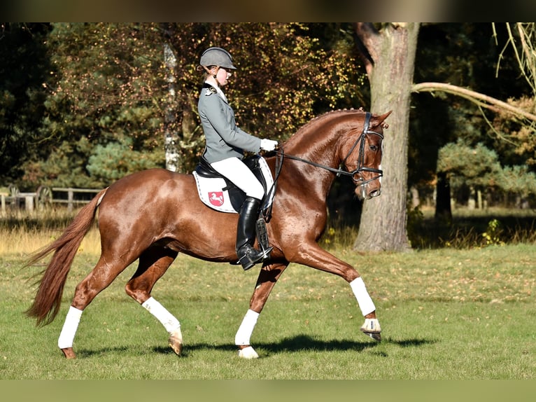 FLORIS PRINCE Hanoverian Stallion Chestnut-Red in Neuseriem